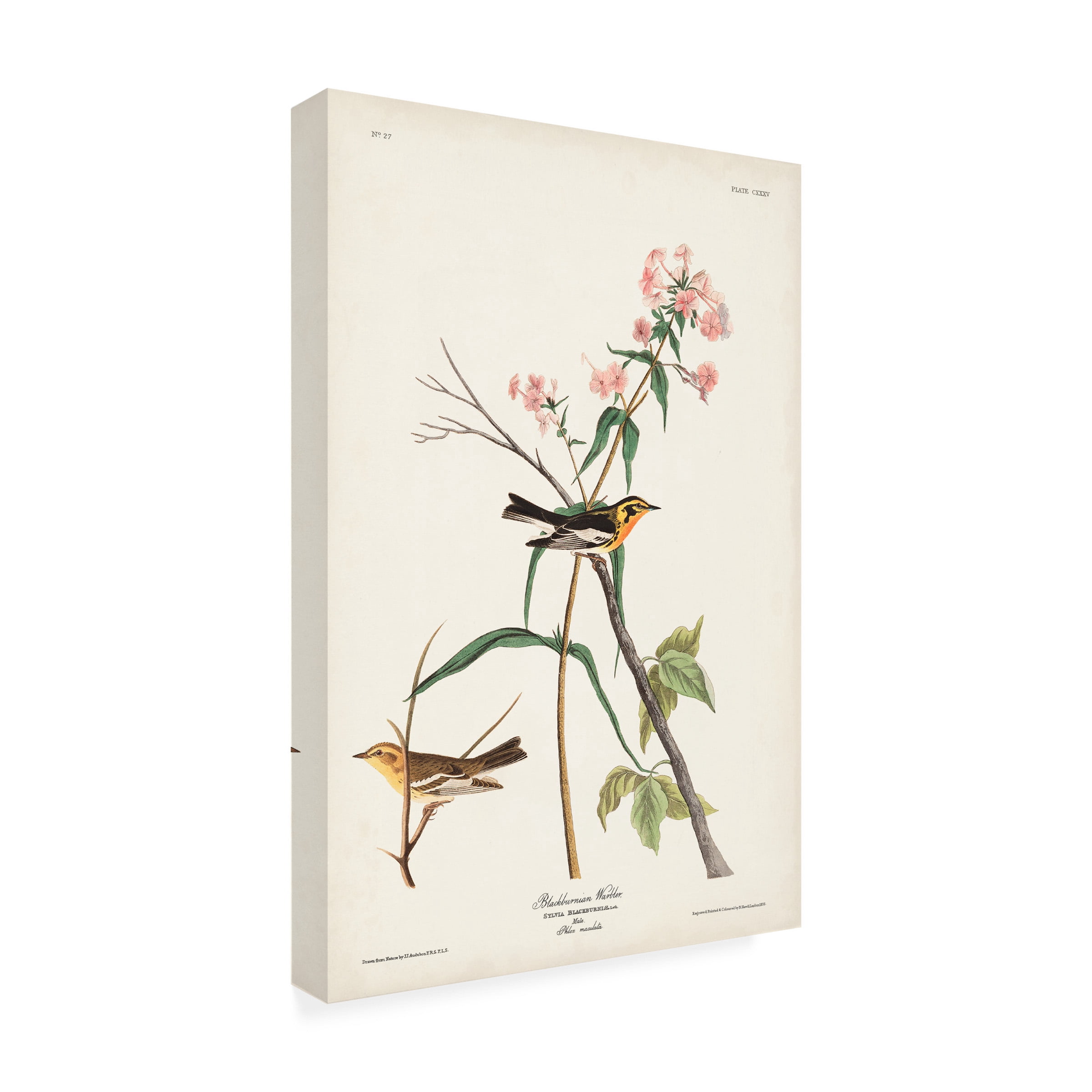 John James Audubon 'Blackburnian Warbler' Canvas Art