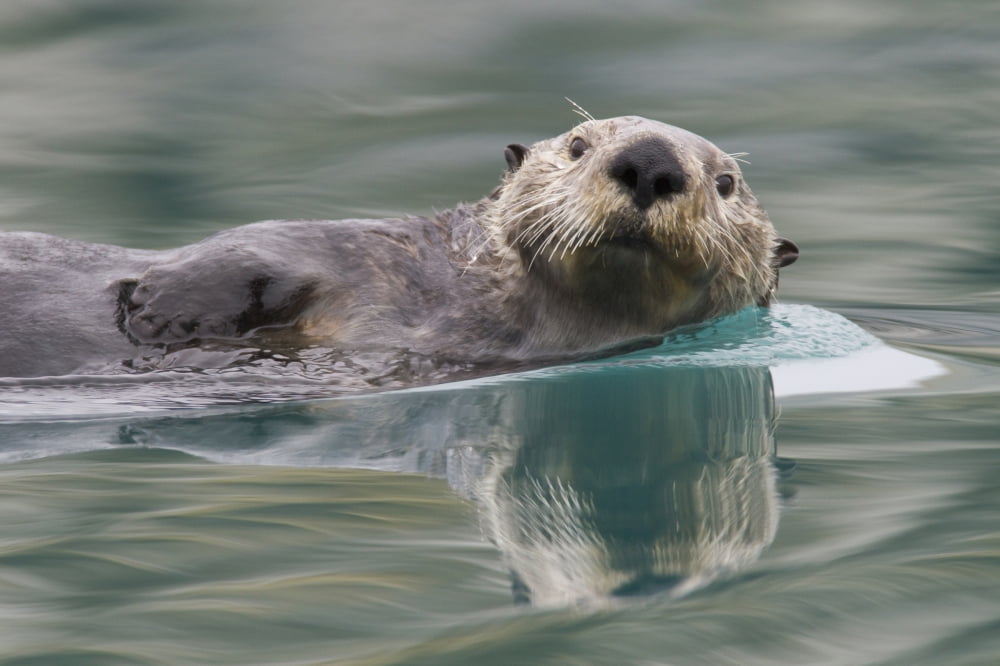 Sea Otter Swimming In Glassy Calm Green Water With Reflection, Prince