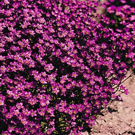 Saxifraga Seeds - Purple Robe Ground Cover Seeds - 4000 Seeds