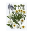 thumbnail image 2 of Dried Flower Craft Kit For Diy Enthusiasts Create Beautiful Decorations At Home, 2 of 9