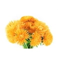 thumbnail image 2 of 30 YELLOW NEEDLE ASTER Callistephus Chinensis Unicom Flower Seeds, 2 of 2