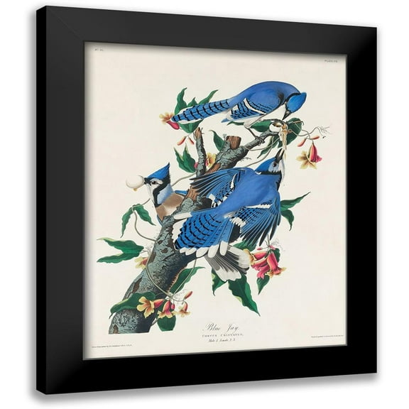 Audubon, John James 12x14 Black Modern Framed Museum Art Print Titled - Blue Jay