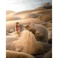 thumbnail image 2 of Karthik 15x18 Black Ornate Wood Framed with Double Matting Museum Art Print Titled - Elephant Seals Playing On A Beach, 2 of 4