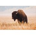 thumbnail image 2 of American Bison herd in Teton National Park, Wyoming, USA, Stretched Canvas Wall Art by Larry Ditto Sold by Art.Com, 2 of 5