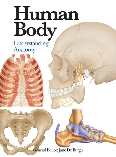 Mini Encyclopedia: Human Body : Understanding Anatomy (Paperback