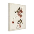 thumbnail image 2 of John James Audubon 'Rice Bird' Canvas Art, 2 of 3
