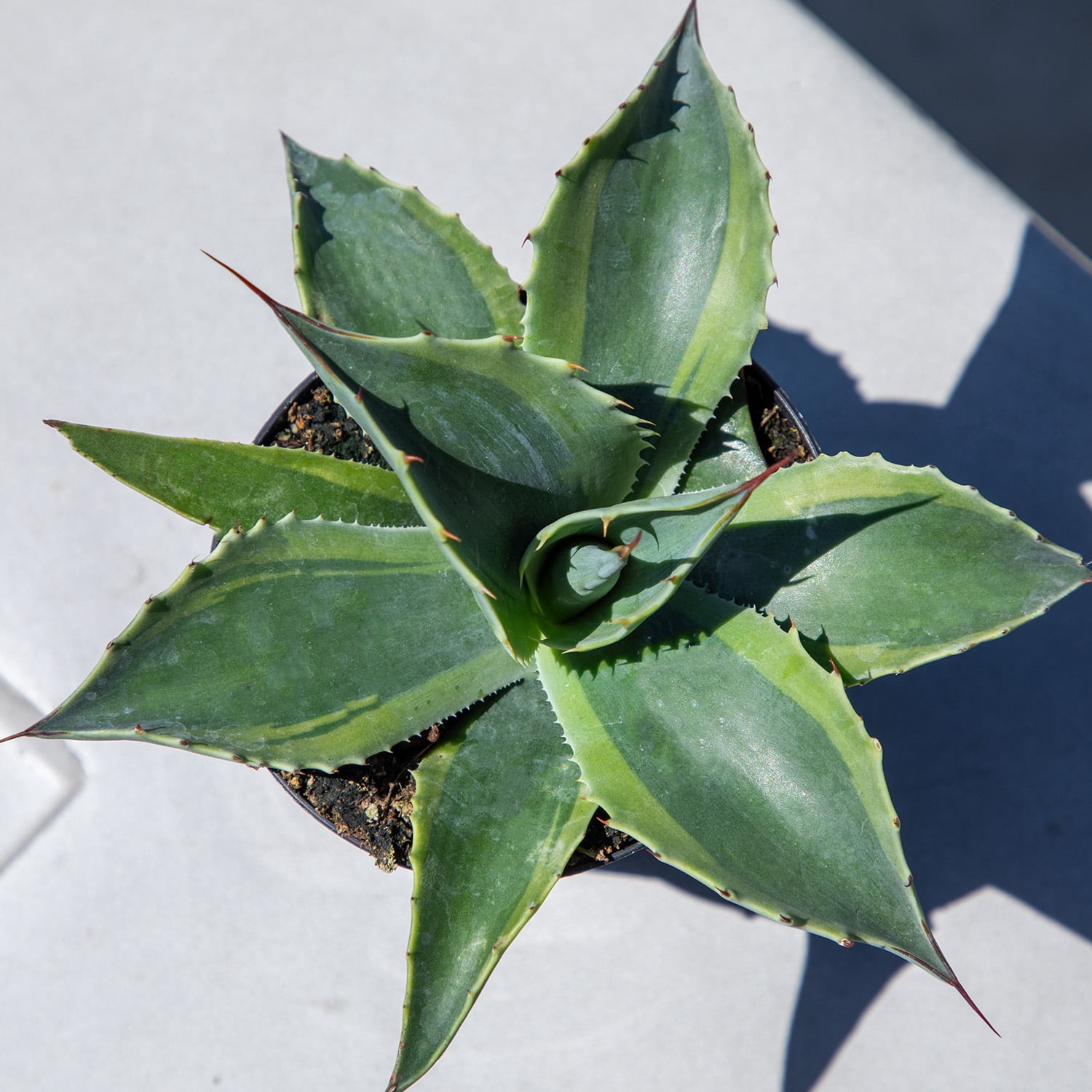 Altman Plants Rare Agave (ovatifolia) Orca Whale Unique Succulent Plant in 3.5" Grower Pot