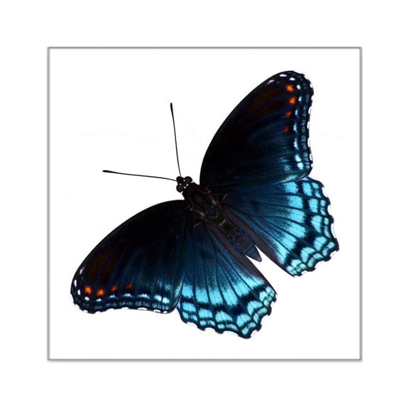 CafePress - Red Spotted Purple Butterfly Sticker - Square Sticker 3" x 3"