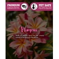 thumbnail image 3 of Pure Plumeria Wax Melts - Highly Scented + Natural Oils - Shortie's Candle Company, 3 of 5