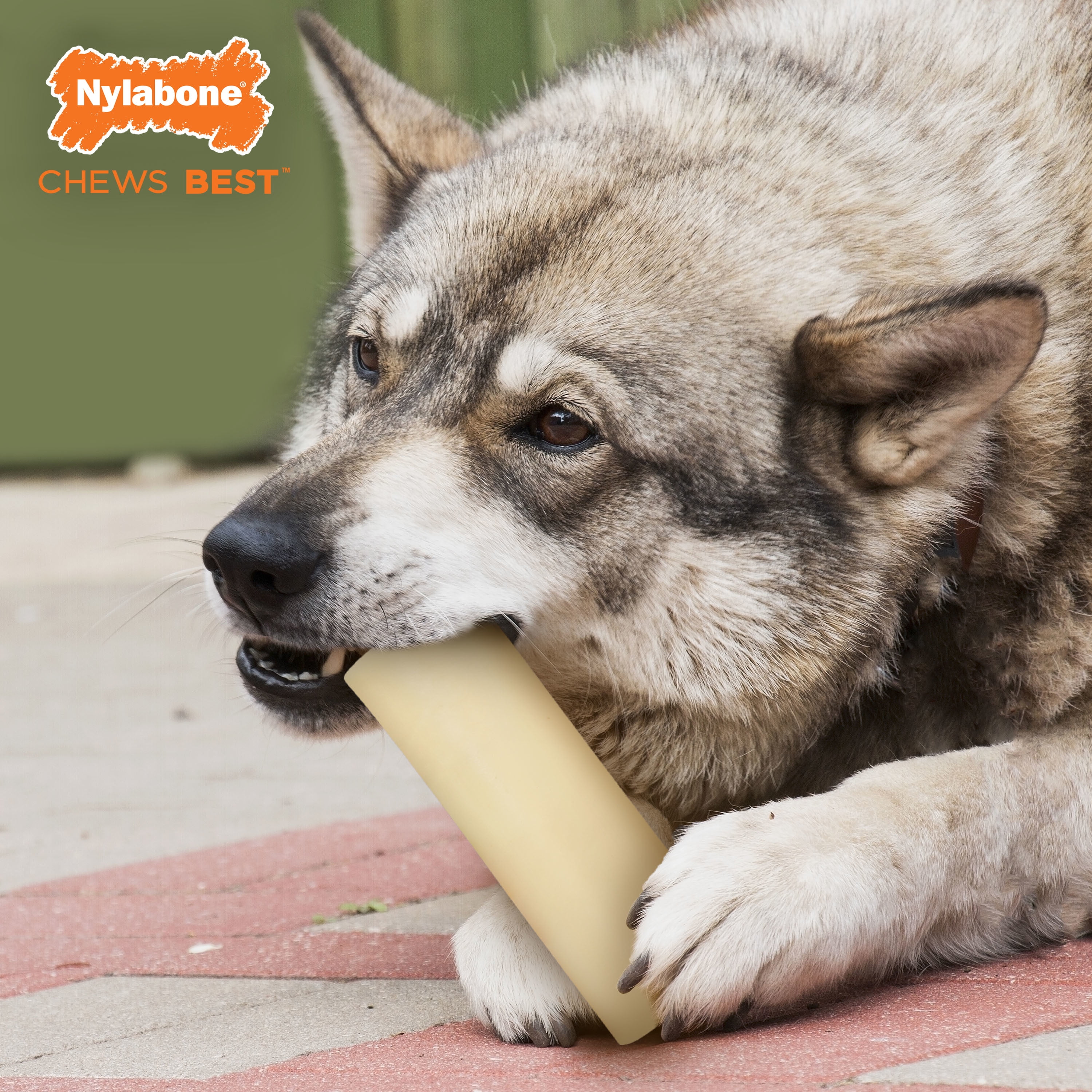 nylabone dura chew marrow bone