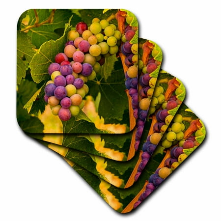 - 3dRose USA, Washington - Pinot grapes ripen during veraison. - Soft Coasters, set of 8