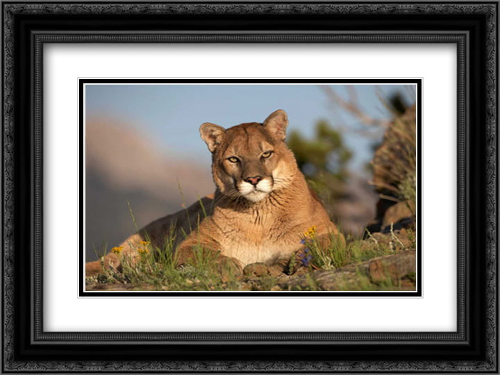 Bobcat Mountain Lion Enter the Badlands at Night Wall Picture 8x10 Art Print 