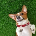 chinese new year dog animation