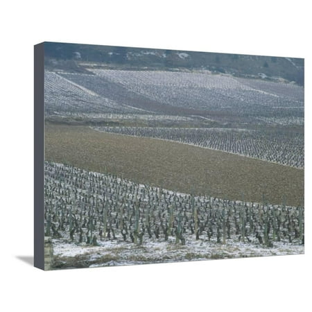 Landscape of Vineyards in Winter with Snow Near Pommard, in Burgundy, France, Europe Stretched Canvas Print Wall Art By Michael