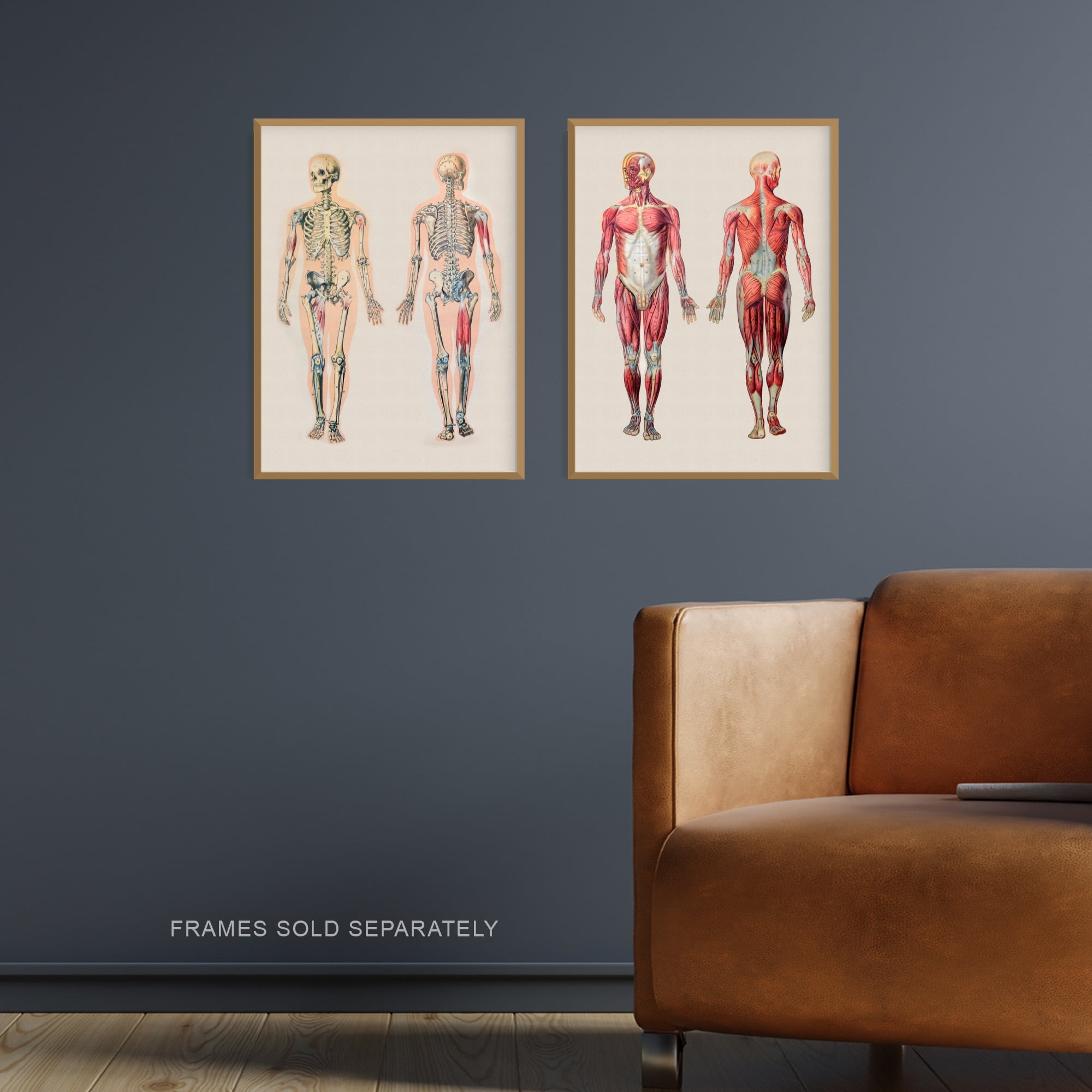 Human Body Muscle Bone Skeletal Diagrams Set Of 2 Unframed Wall Art Prints Living Room Study Aesthetic Scientific Medical 12X16 Inch