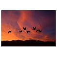 thumbnail image 1 of Great BIG Canvas | "Sandhill cranes at Bosque del Apache National wildlife refuge" Art Print - 36x24, 1 of 4