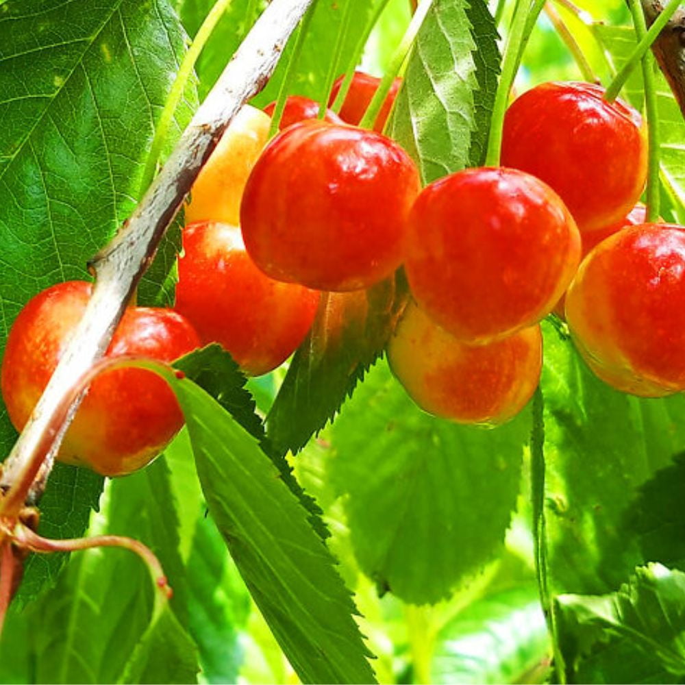 Expert Gardener 3-4 ft tall Royal Ann Fruiting Cherry Live Tree in 7-Gallon Grower Pot