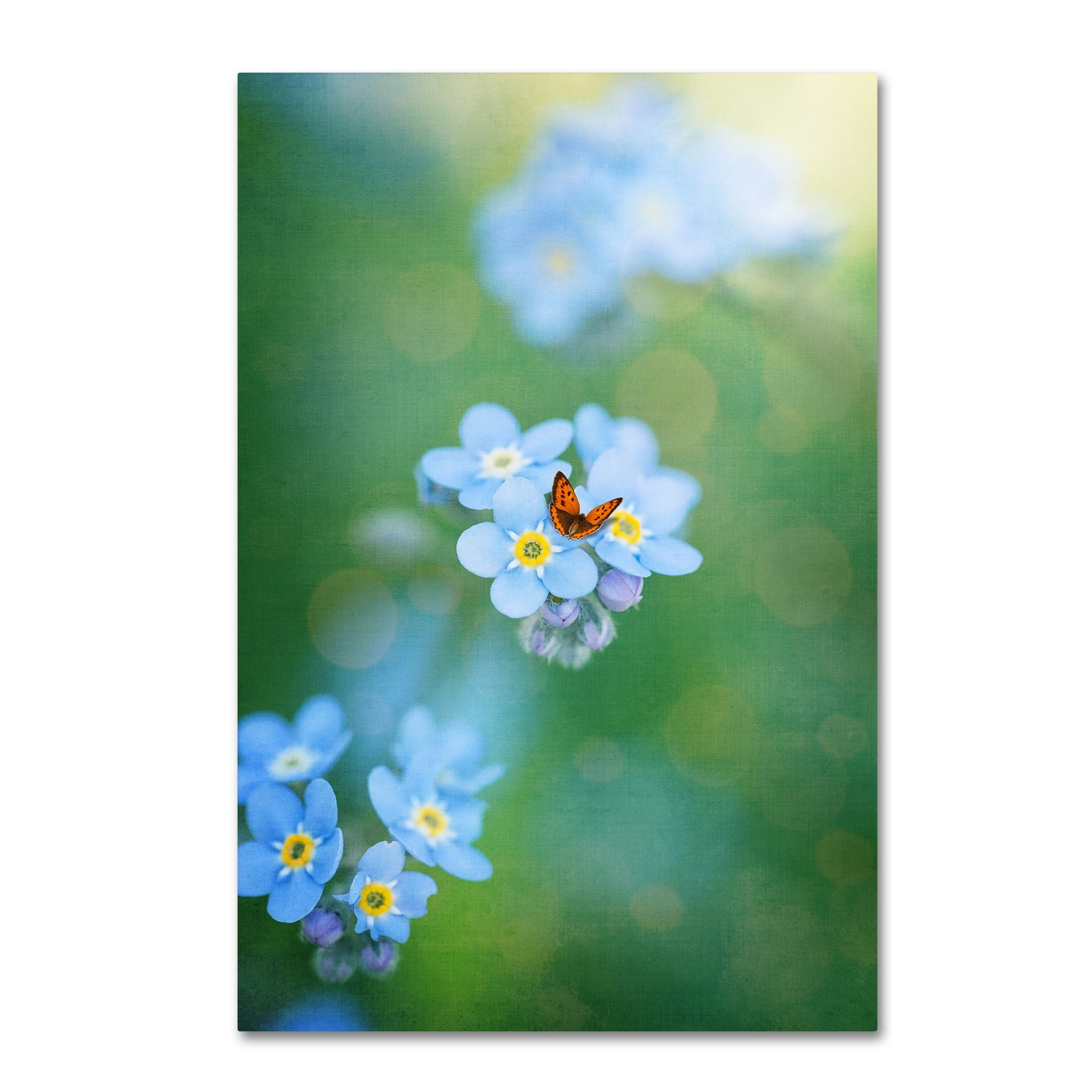 Trademark Fine Art "Forget-Me-Not" Canvas Art by Philippe Sainte-Laudy