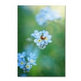 thumbnail image 2 of Trademark Fine Art "Forget-Me-Not" Canvas Art by Philippe Sainte-Laudy, 2 of 4