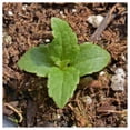 thumbnail image 5 of Everwilde Farms - 800 Sweet Joe Pye Weed Native Wildflower Seeds - Gold Vault Seed Packet, 5 of 5