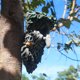 thumbnail image 4 of Estatua de árbol de Hombre Viejo, Abrazador de árbol, Decoración de Jardín de Hadas Libre shamjiam escultura de cara de árbol de resina, 4 of 8