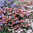 thumbnail image 6 of Seedville 200 Lobelia Regatta/ Lobelia Erinus Mix Flower Seed, 6 of 10