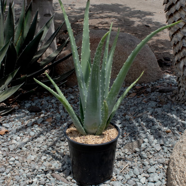 Altman Plants 20" Live Aloe Vera Plant in 1 Gal. Grower Pot Easy Care Large  Succulent - Walmart.com