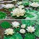 thumbnail image 4 of Almohadilla para estanques, 5 piezas de loto artificial, lotos de espuma flotantes de agua realistas, almohadilla de lirio falsa para estanque de jardín doméstico, 4 of 5
