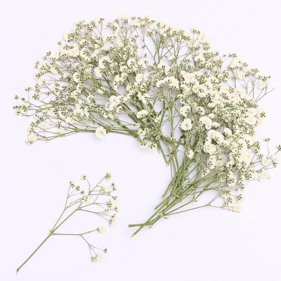 Topboutique Dried Pressed Babys Breath Flowers Bulk,50 Pcs Dried Flowers for Resin,White Gypsophila Branches Bouquet for Frame Art, Scrapbooking, Wedding Invitation