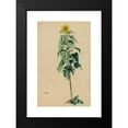 thumbnail image 2 of Karl Wiener 13x18 Black Modern Framed Museum Art Print Titled - Sunflower (Around 1924), 2 of 5