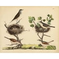 thumbnail image 4 of Friedrich Strack 14x12 Black Modern Wood Framed Wall Art Titled - Wrens, Warblers and Nests I, 4 of 6