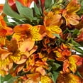 thumbnail image 2 of Alstroemeria 50 Stems of Orange Farm Direct Fresh Cut Flowers by Bloomingmore, 2 of 8