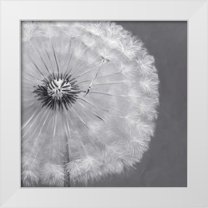 Atelier B Art Studio 20x20 White Modern Wood Framed Museum Art Print Titled - Dandelion Puff Ball