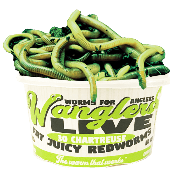 Wanglers 3 Redworm Live Fish Bait Chartreuse 30 Count Walmart Com Walmart Com