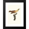 thumbnail image 2 of Jacques Barraband 17x24 Black Modern Framed Museum Art Print Titled - Female of a Small Bird of Emerald Paradise. (1806), 2 of 5