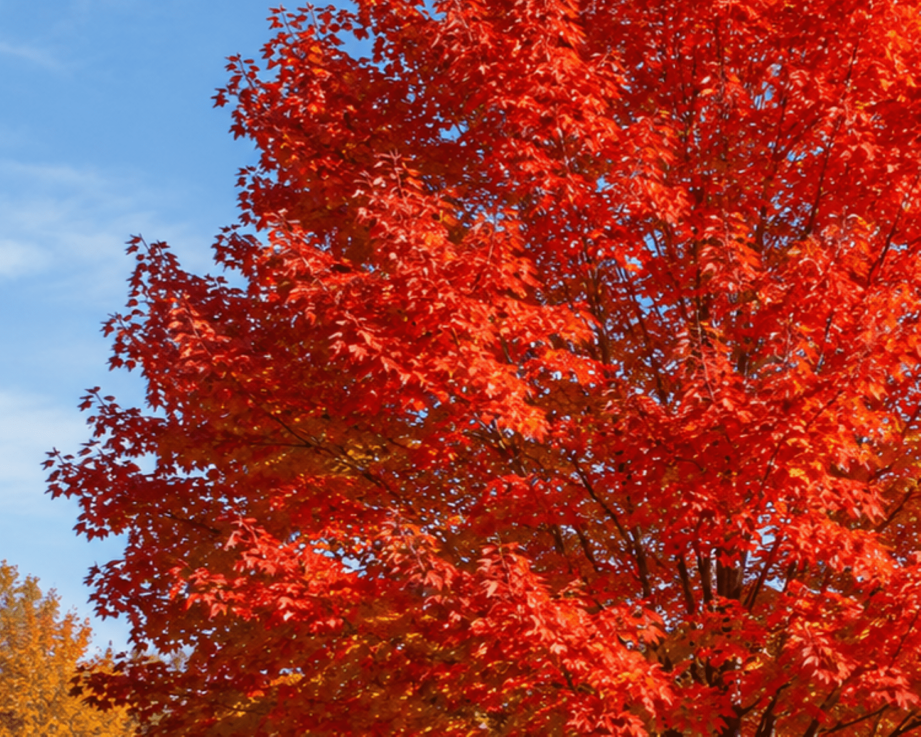 Expert Gardener 3.25 Gallon Maple Autumn Blaze Live Tree