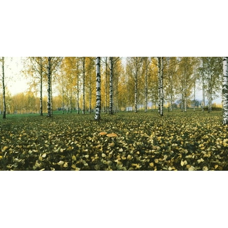River Birch Wall Art View of fallen leaves and Birch trees by the Vuoksi River, Imatra, Finland Print Wall Art ()