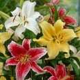 thumbnail image 1 of Flower Bulbs - Lilium Oriental Hybrid Stargazer Assorted (12 Bulbs), 1 of 1