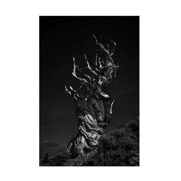 Simon Chenglu 'Grand Grand Grandpas Tree' Canvas Art