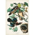 thumbnail image 2 of Audubon, John James 23x32 Gold Ornate Wood Framed with Double Matting Museum Art Print Titled - Pl 206 Wood Duck, 2 of 4