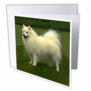 American Eskimo 12 Greeting Cards with envelopes gc-642-2