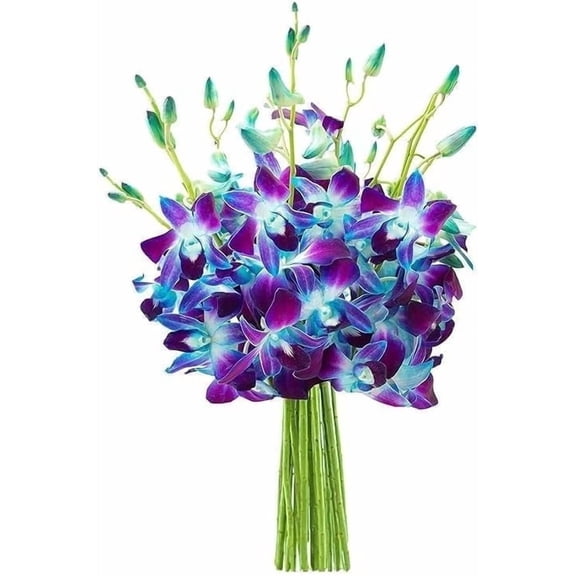 KaBloom : Bouquet of Fresh Blue Orchids, Next-Day Delivery, Gift for Every Occasion.