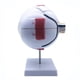 thumbnail image 5 of Modelo AnatóMico de Ojo Humano Ampliado 6X, Modelo de Ojo AnatóMicamente Preciso AnatomíA de Ojo Humano para Estudio de Aula de, 5 of 6
