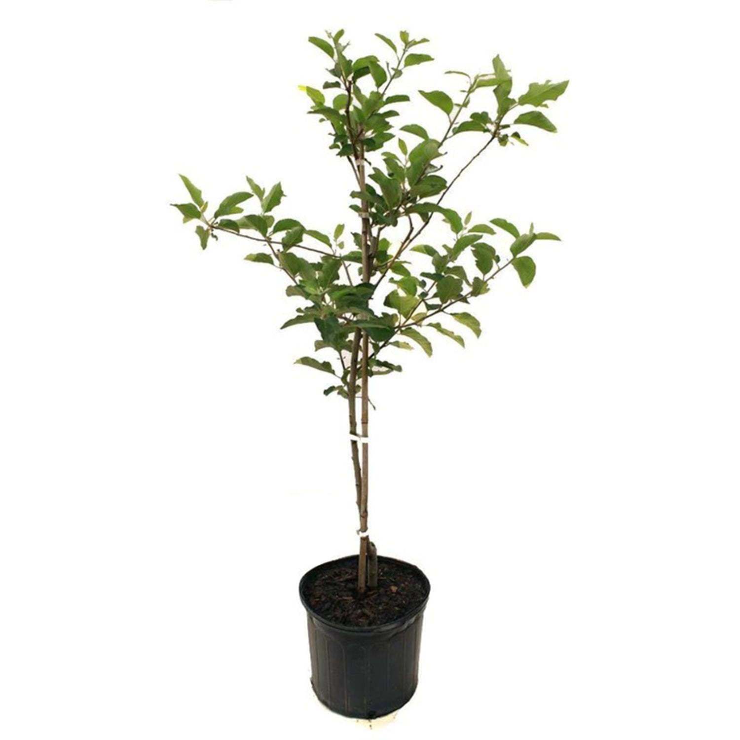 Simpson Nurseries 24" Red Delicious Apple Tree Live Plant with Pot