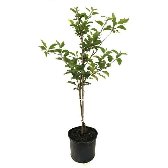 Expert Gardener 2-3 ft tall Red Delicious Apple Live Tree in 5-Gallon Grower Pot