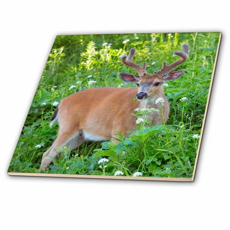 - 3dRose Columbia Black-tailed deer in velvet, Hurricane Ridge, Olympic NP. WA. - Ceramic Tile, 6-inch