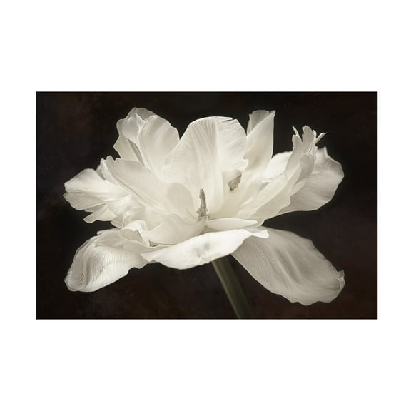 Trademark Fine Art Cora Niele White Tulip I Canvas Wall Art - 12x19