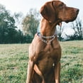 thumbnail image 5 of Reflective Martingale Dog Collars, Adjustable Soft Neoprene Padded Breathable Nylon Pet Collar for Puppy, Medium and Large Dogs,Rose Red,L, 5 of 5