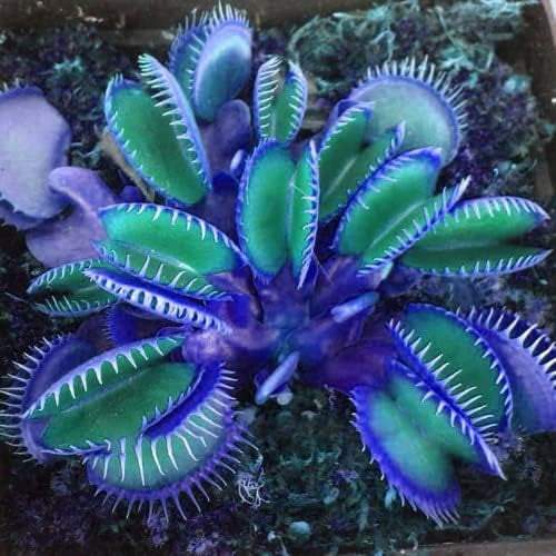 Blue Carnivorous Plant Seed 70 Seeds Rare Color Pitcher Plant Beautiful