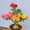 E, variant on Desert Rose, Low Maintenance - Easy Grow - Ideal for Beds Borders, Plant Pots & Planters